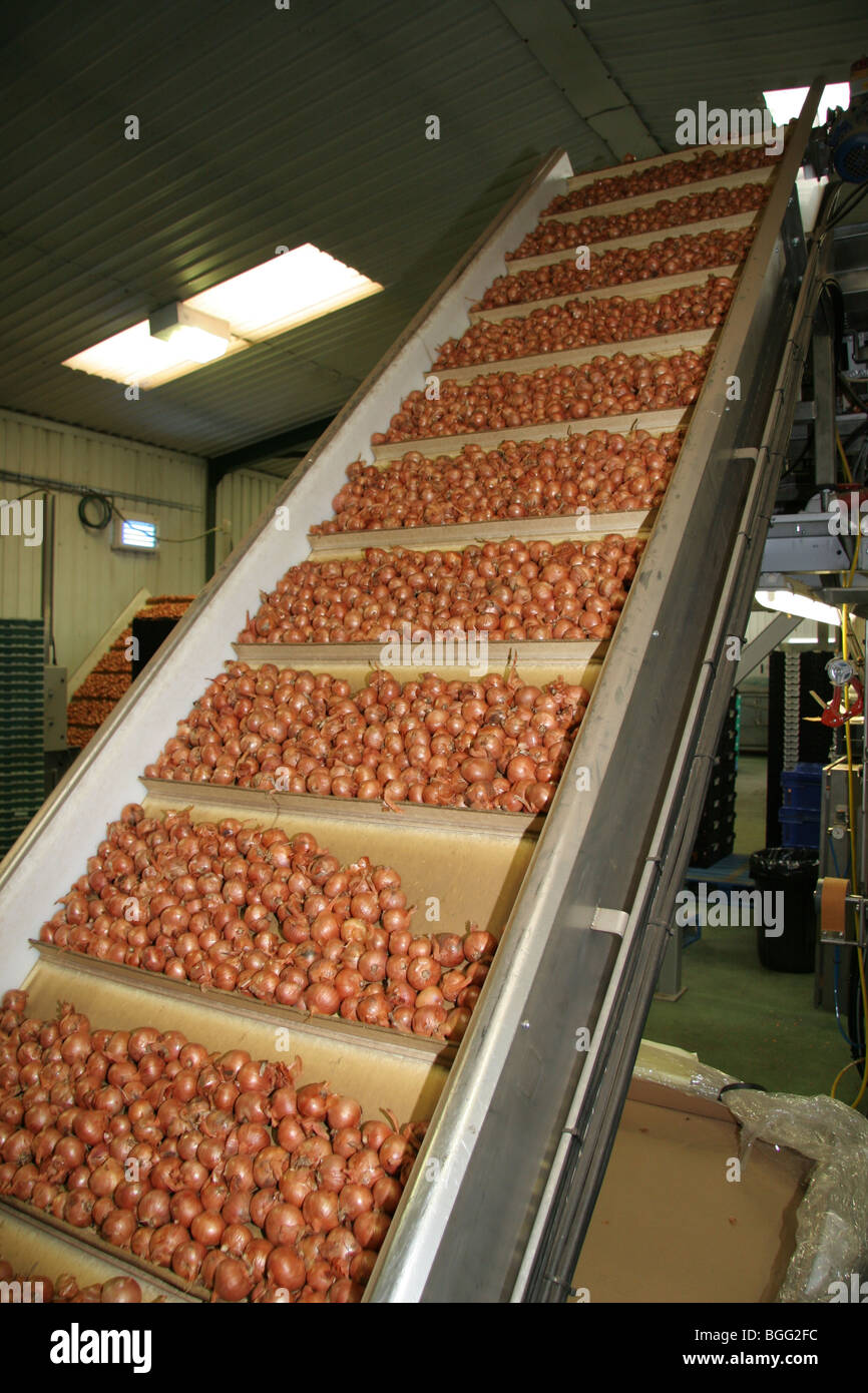 L'échalote dans une usine d'aliments prêts pour le traitement Banque D'Images