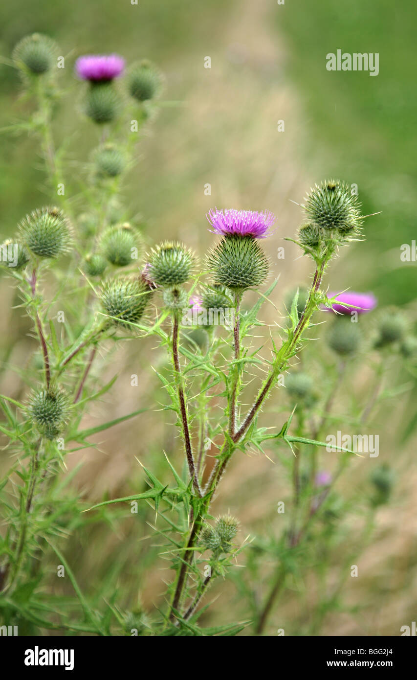 Spear thistle Cirsium vulgare bourgeons et fleurs d'ouverture Banque D'Images