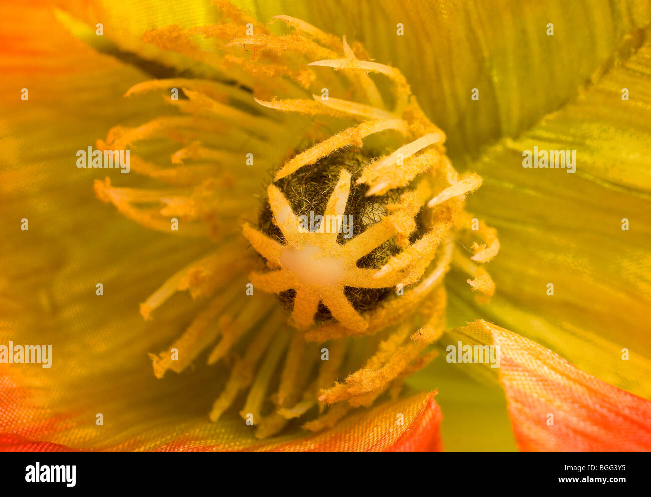 L'intérieur d'une fleur, jaune Banque D'Images