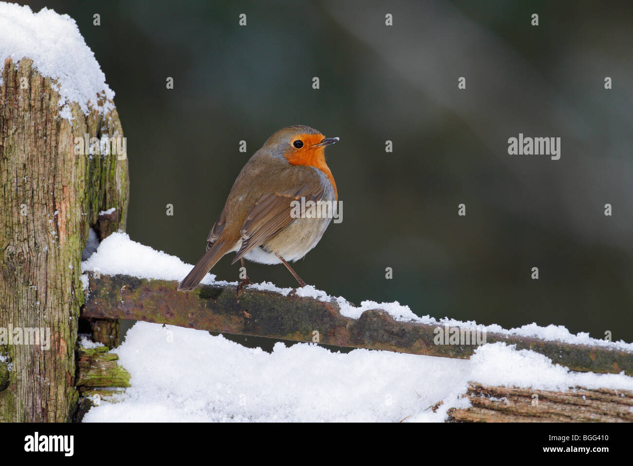 Erithacus rubecula aux abords on snowy gate Banque D'Images