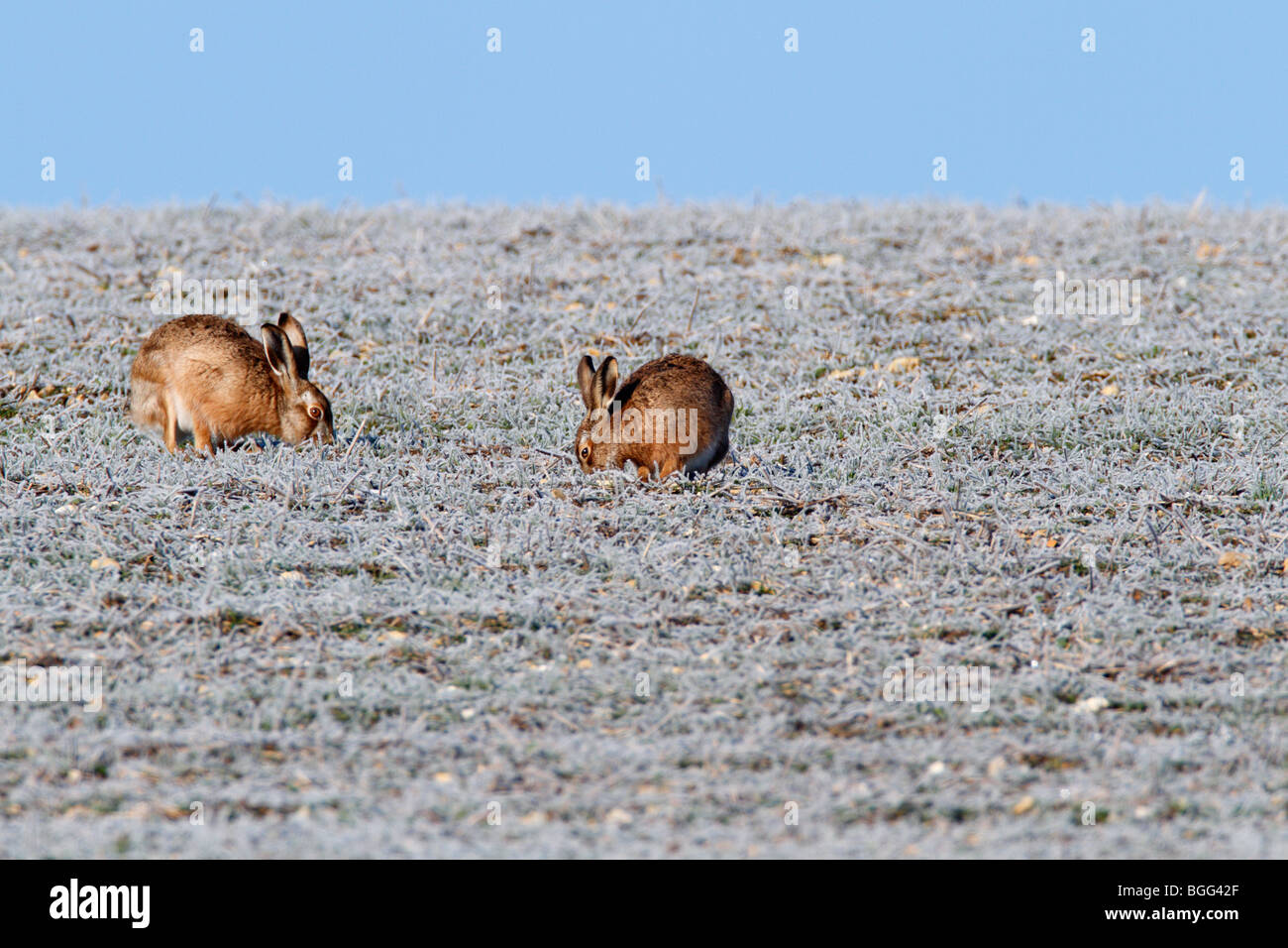 Lièvre brun Lepus capensis champ givré d'alimentation Banque D'Images