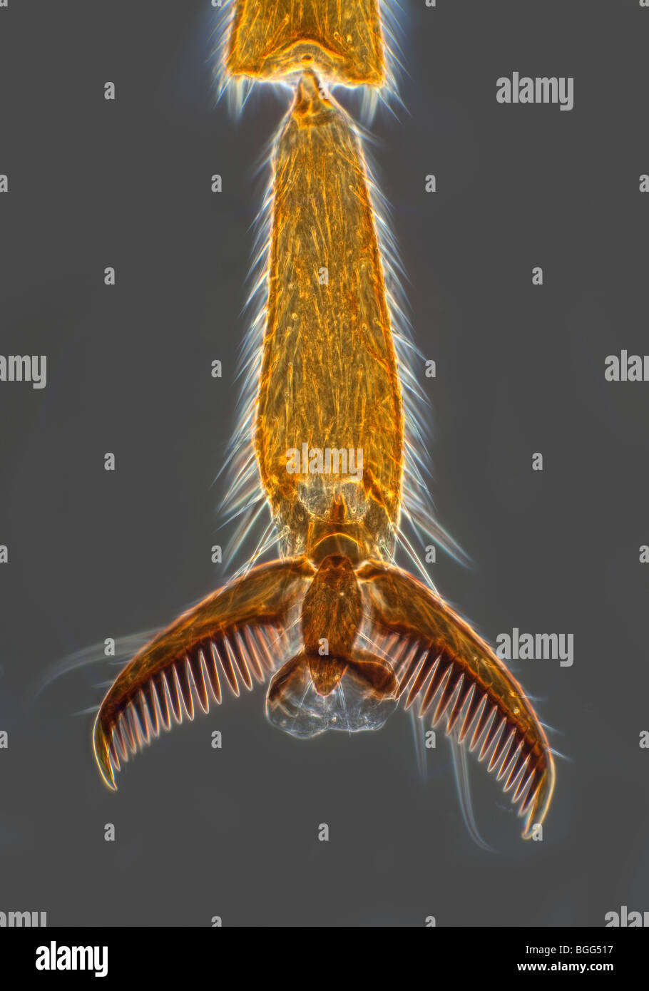 Détail pied photomicrographie de darkfield Ophion luteus, une mouche Ichneumon guêpe parasite. Banque D'Images