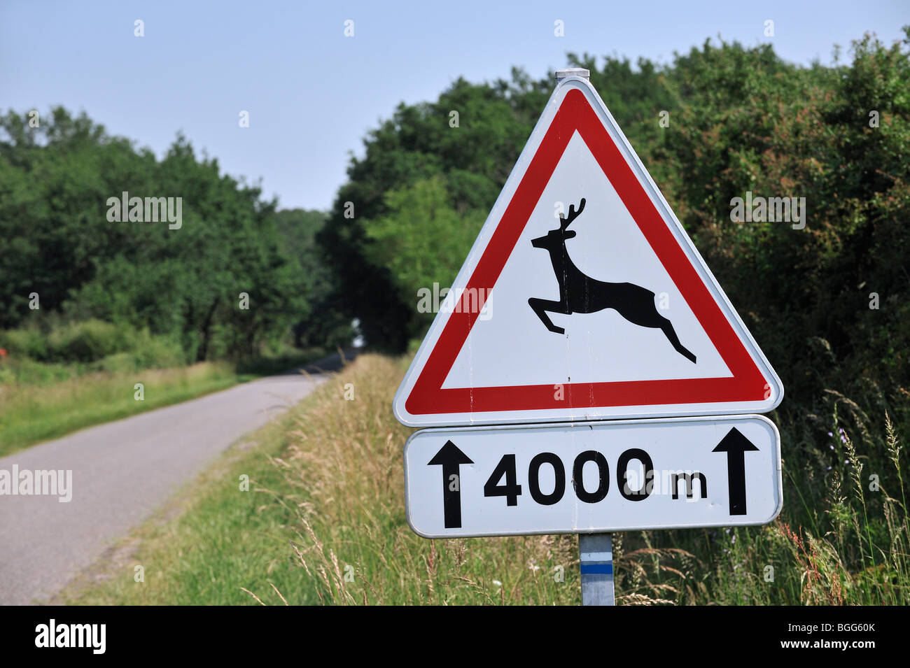 Panneau d'avertissement / panneau de circulation pour les cerfs traversent la route in rural landscape Banque D'Images