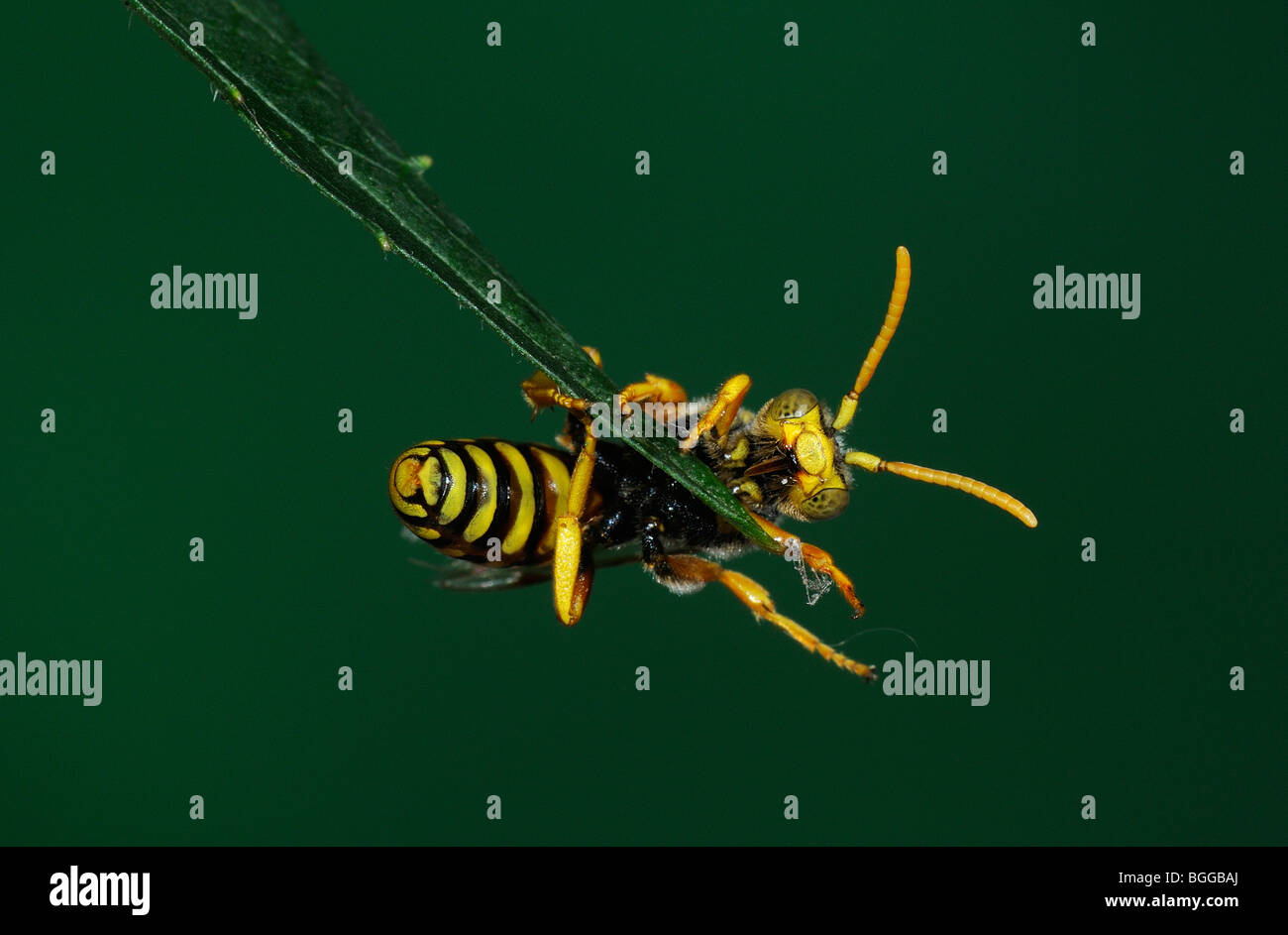 Cuckoo Bee (Nomada sp.) s'accrochant à la feuille, l'Oxfordshire, UK. Banque D'Images