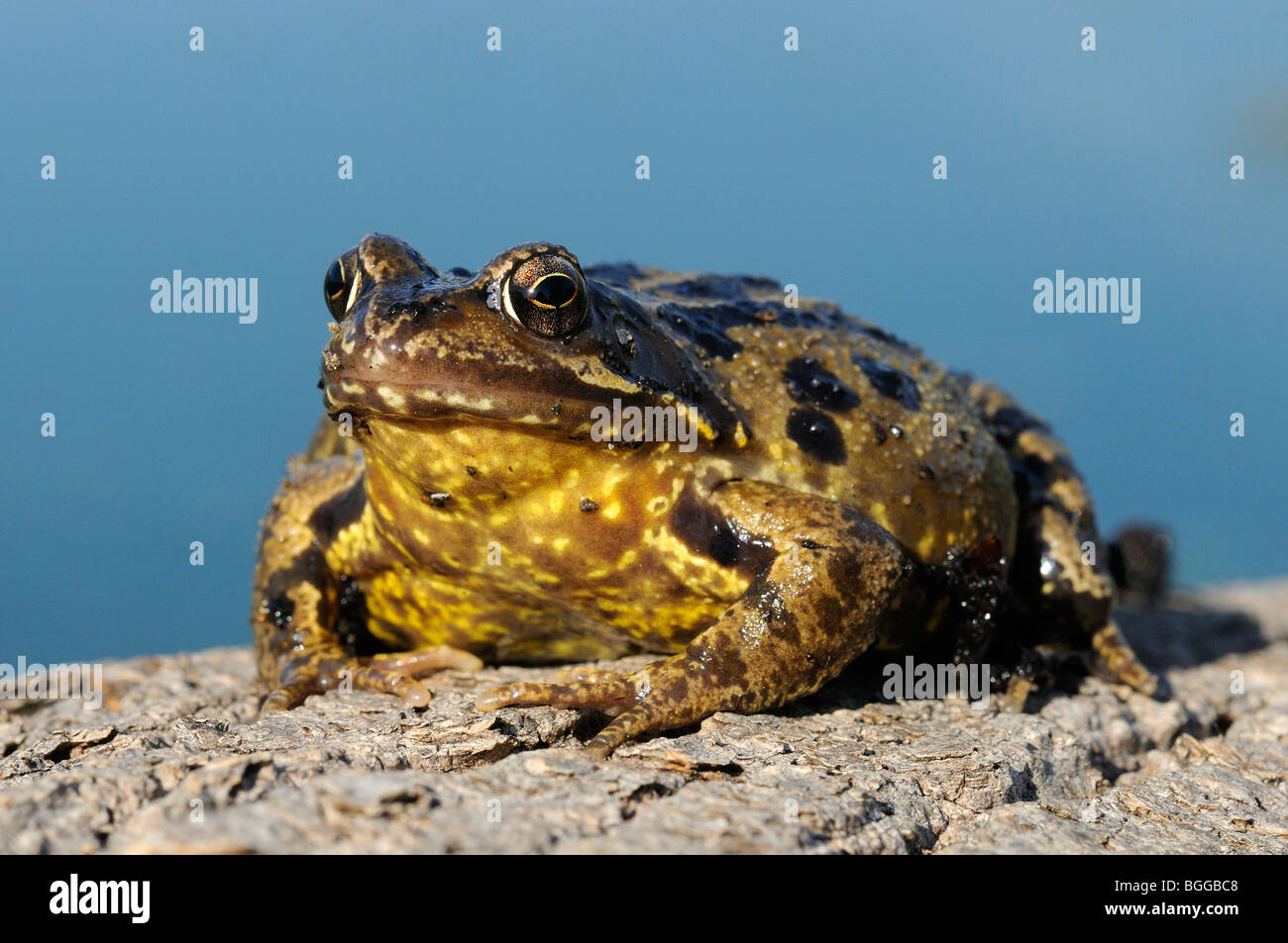 Grenouille Rousse (Rana temporaria) sitting on tree stump, Oxfordshire, UK. Banque D'Images