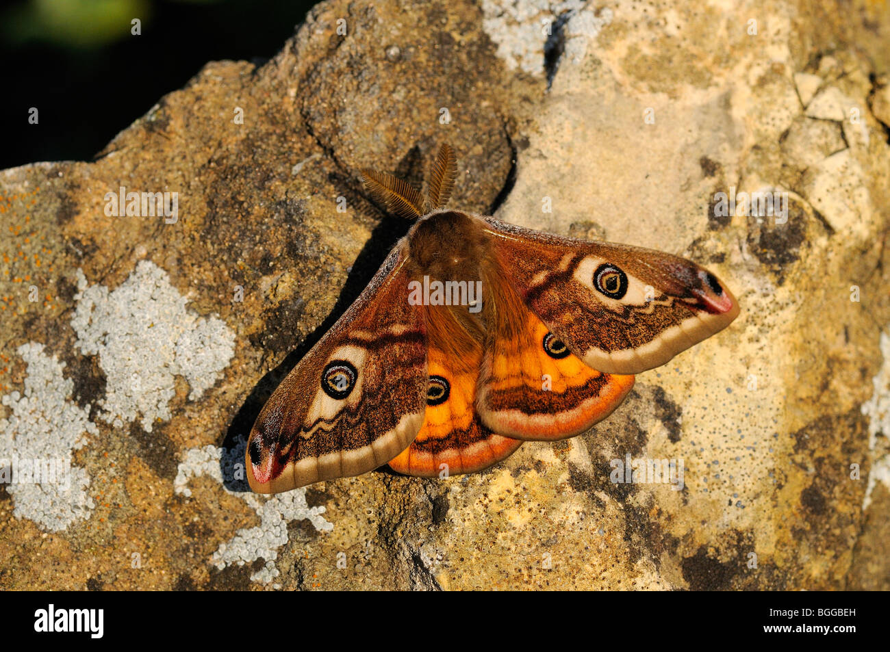 Saturnia pavonia (empereur), mâle, reposant sur le roc dans la lumière du soir, Yorkshire, UK. Banque D'Images
