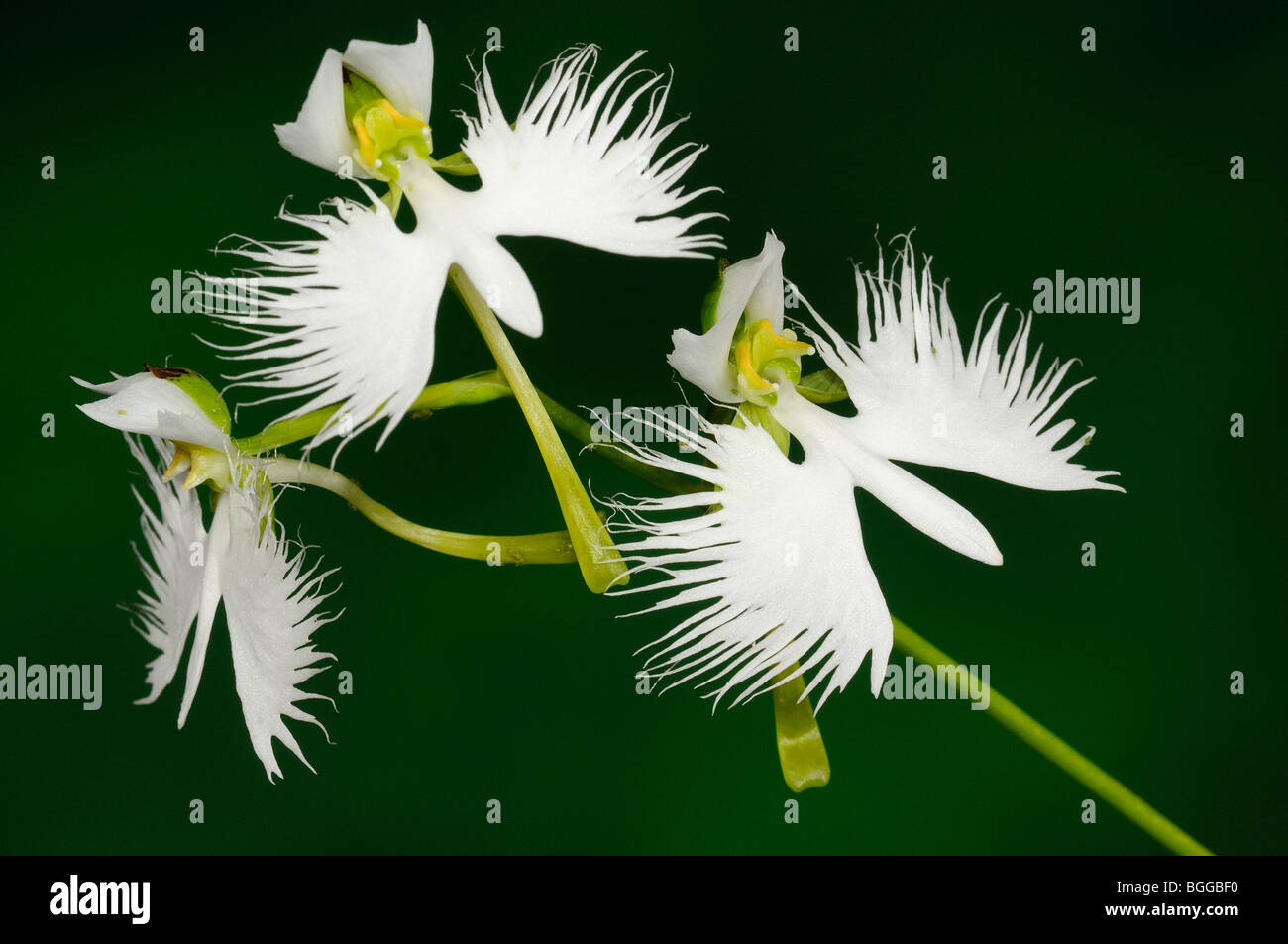 Egret (Orchidée Habenaria radiata) fleur avec trois fleurs blanches Photo  Stock - Alamy