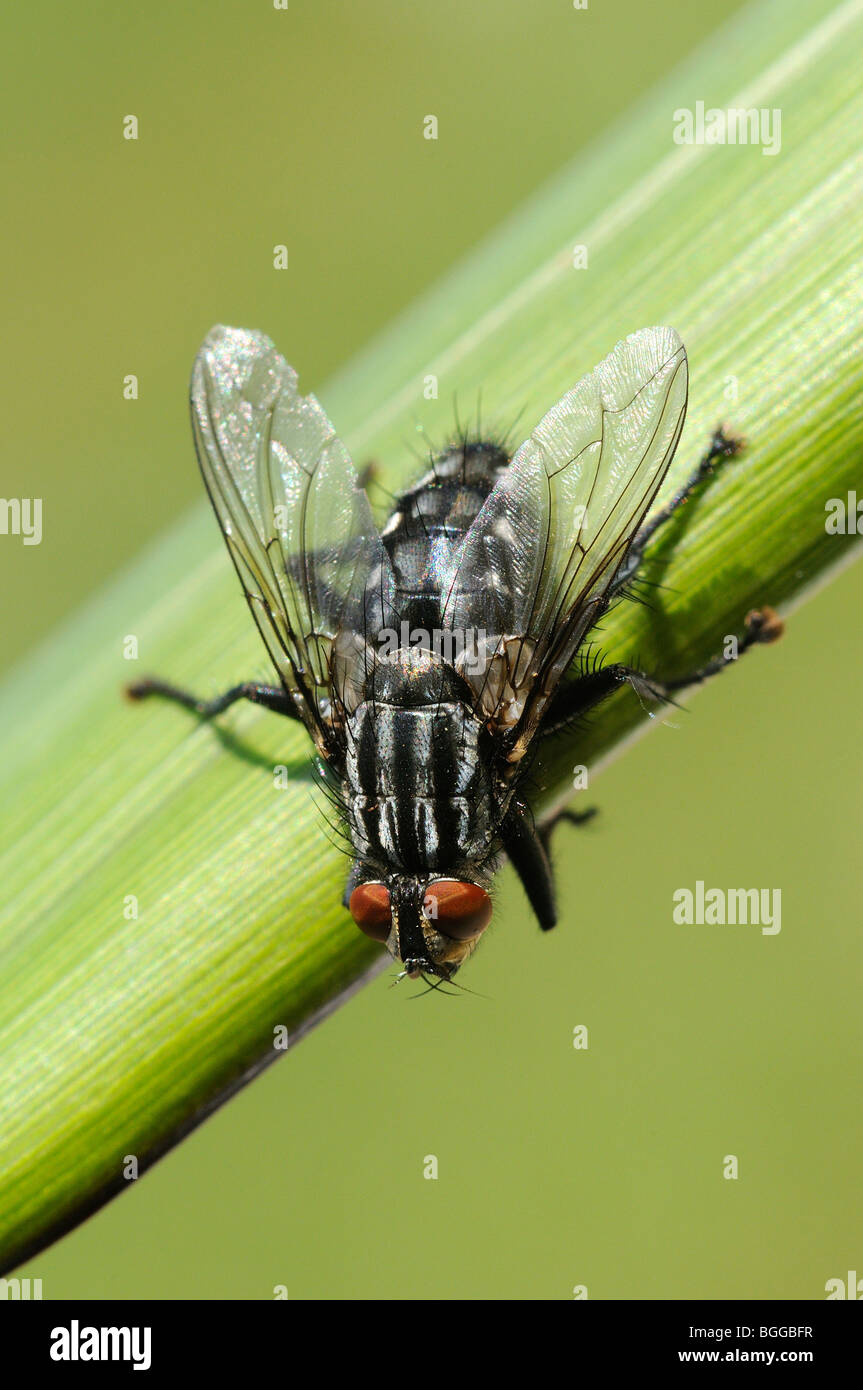 Chair-fly (Sarcophaga carnaria) au repos sur brin d'herbe, Oxfordshire, UK. Banque D'Images