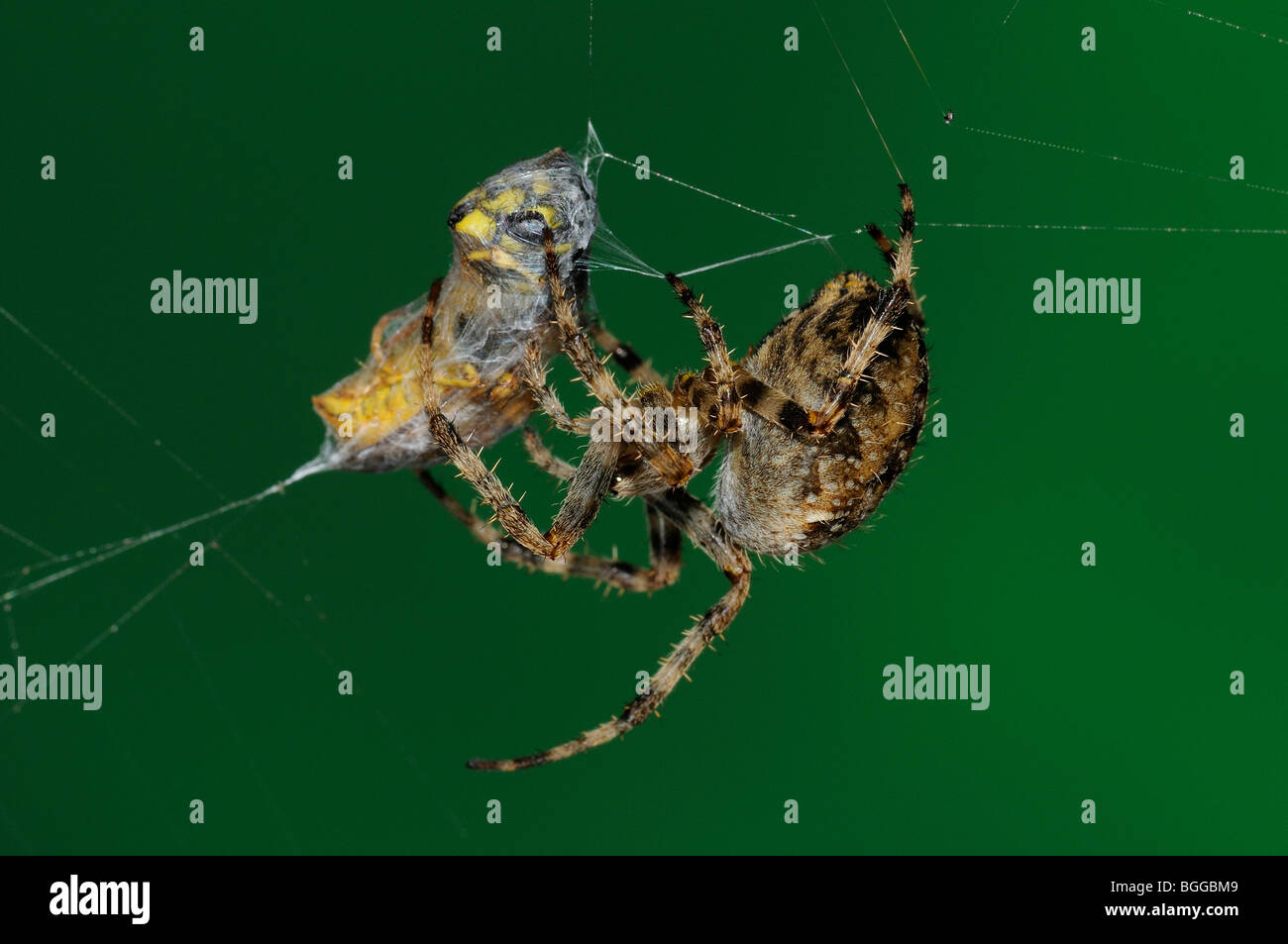 Jardin Spider Araneus diadematus (ORB) dans web avec pris wasp, Oxfordshire, UK. Banque D'Images