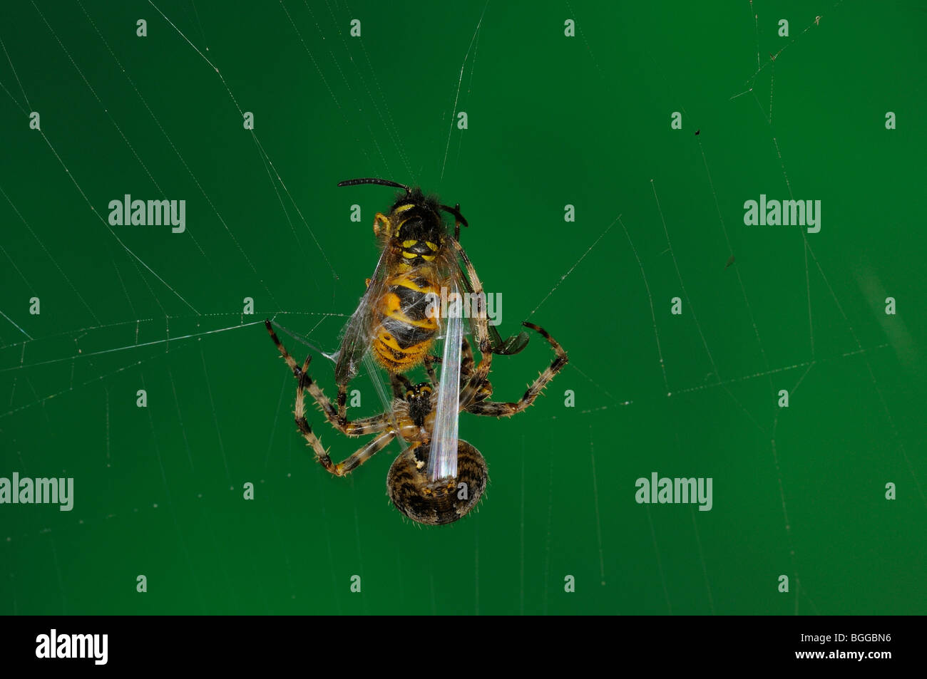 Jardin Spider Araneus diadematus (ORB) dans le web, la capture d'une guêpe commune, Oxfordshire, UK. Banque D'Images