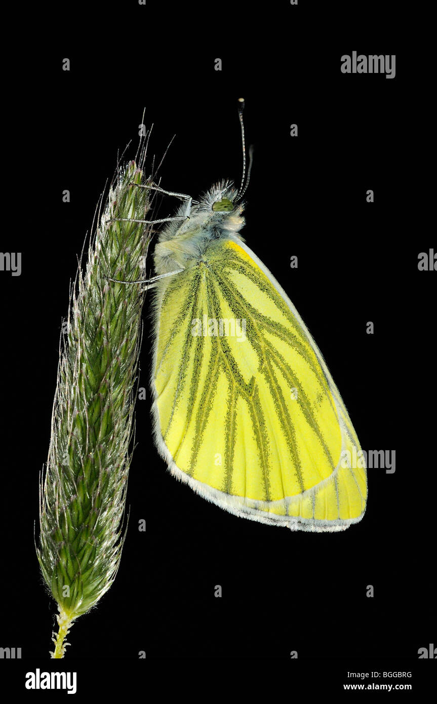 Papillon blanc veiné de vert (Pieris napi) reposant sur l'herbe seedhead, Oxfordshire, UK. Banque D'Images