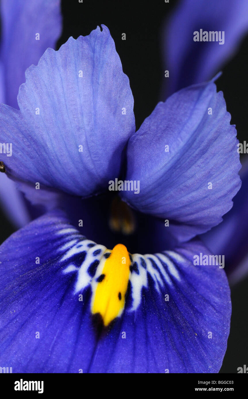 Fleur d'Iris (Iris sp.) Gros plan de fleur bleue, Oxfordshire, UK Banque D'Images