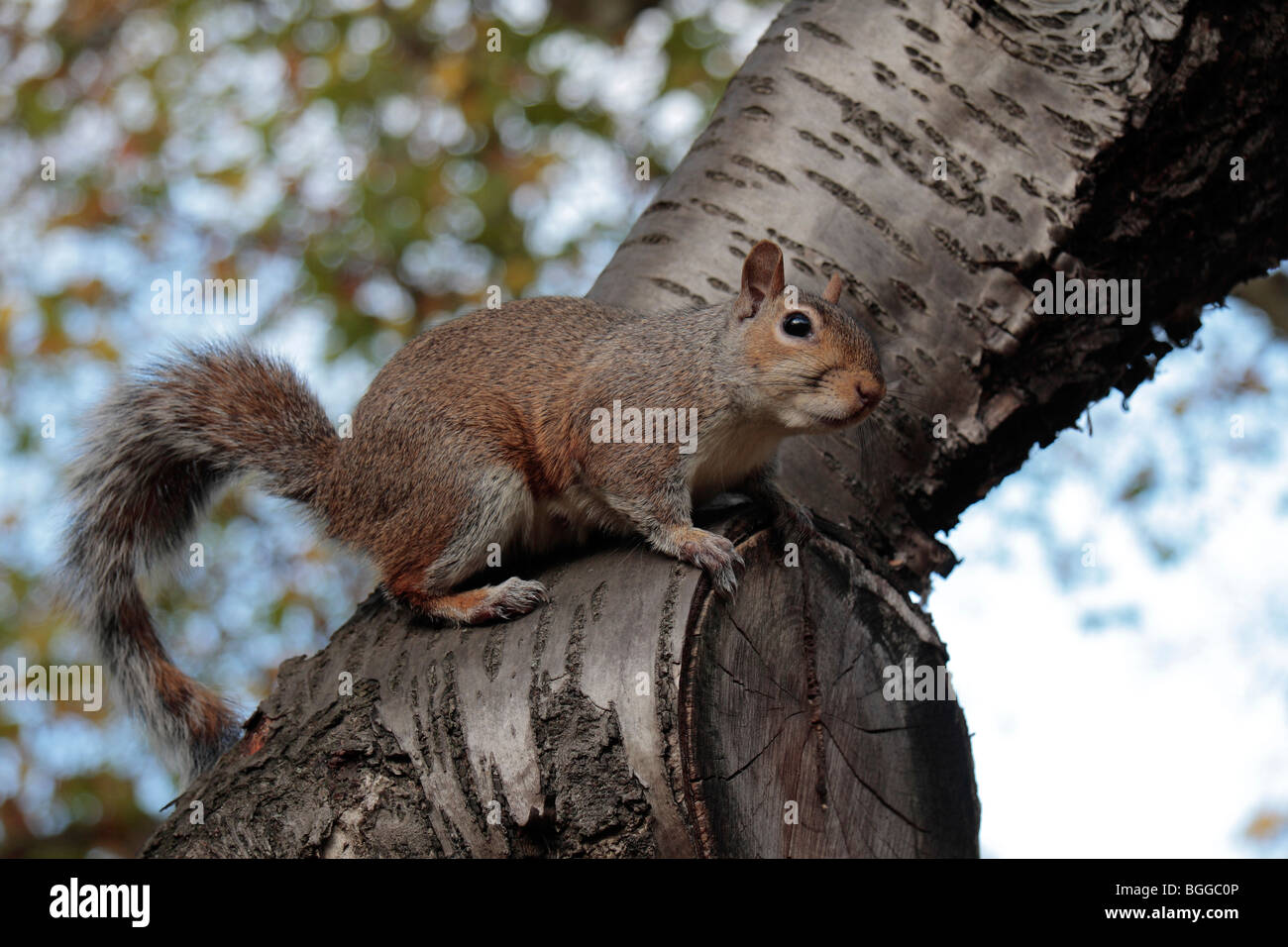 Un écureuil gris dans un arbre à Hyde Park, Londres, UK. Banque D'Images