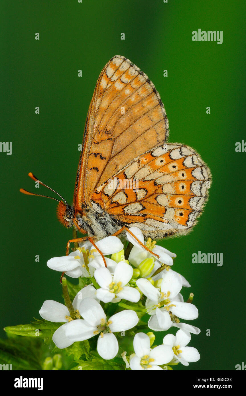 Marsh Fritillary Butterfly (Eurodryas aurinia) reposant sur la moutarde sauvage fleur, Oxfordshire, UK. Banque D'Images