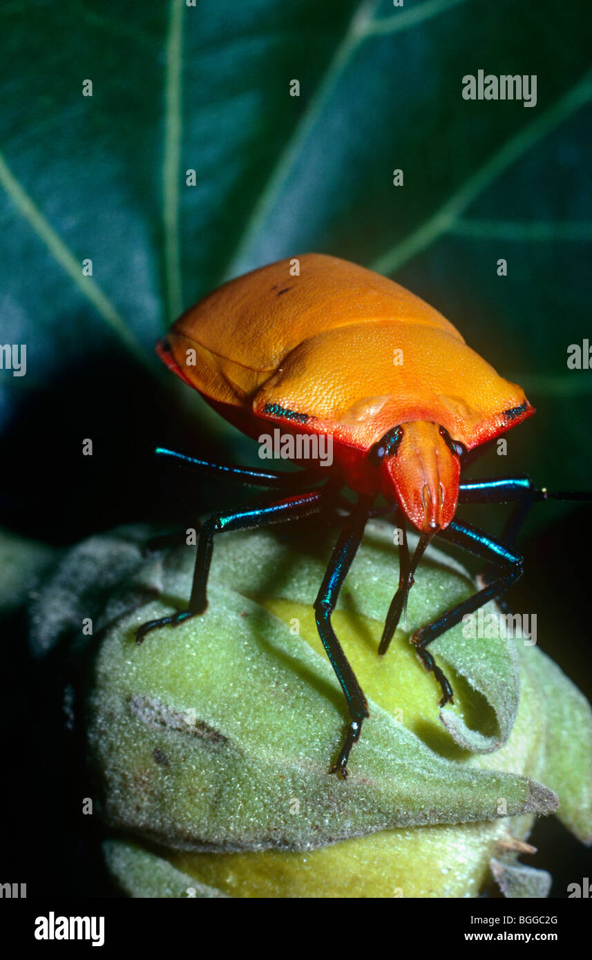 Insectes arlequin Banque de photographies et d’images à haute ...