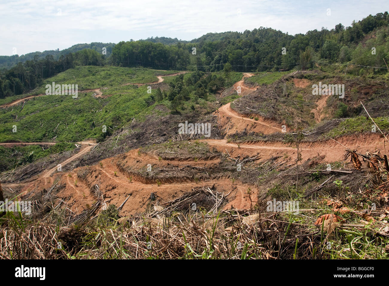 Jeu entre forêt et Tambunan en Ranau Sabah en Malaisie pour se préparer pour le développement de l'huile de palme Banque D'Images