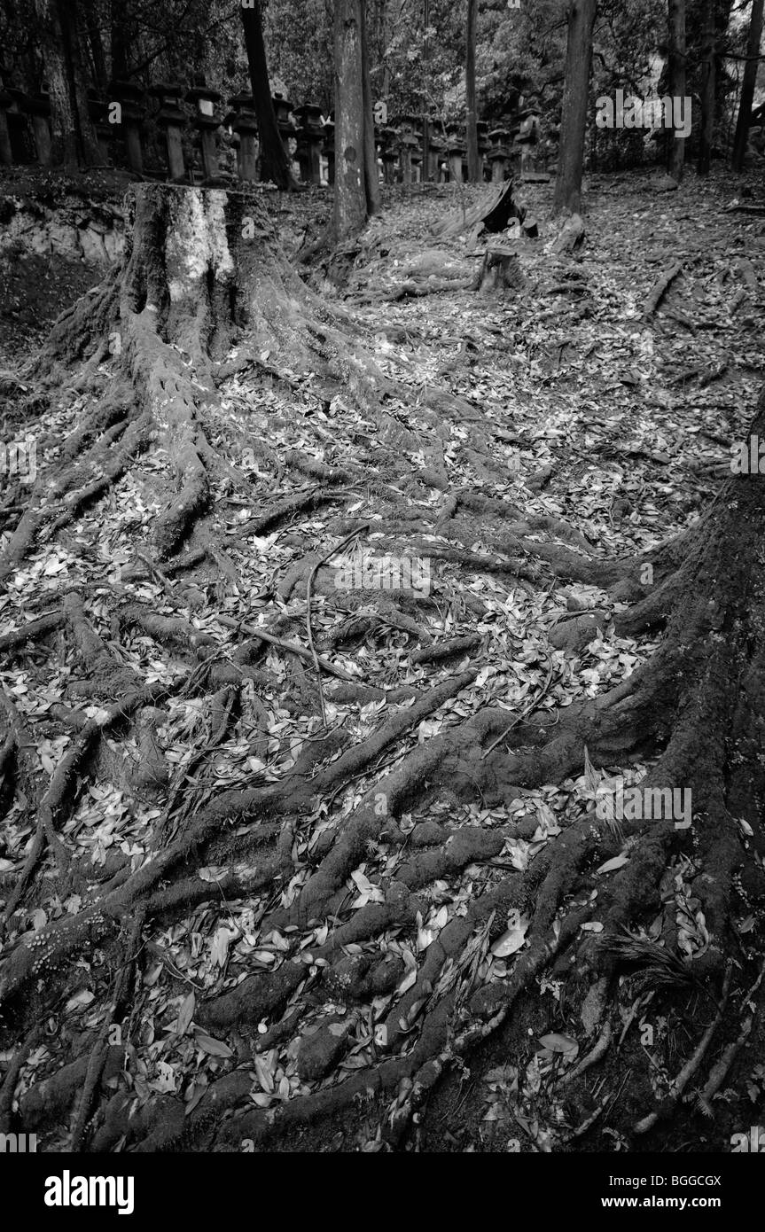 Les racines des arbres et japonais lanternes en pierre. Kasuga-taisha complexe (aka Kasuga Shrine). La ville de Nara. La Préfecture de Nara. Le Japon Banque D'Images