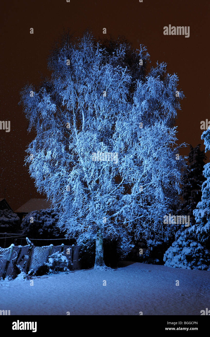 Silver Birch Tree couvertes de neige Banque D'Images