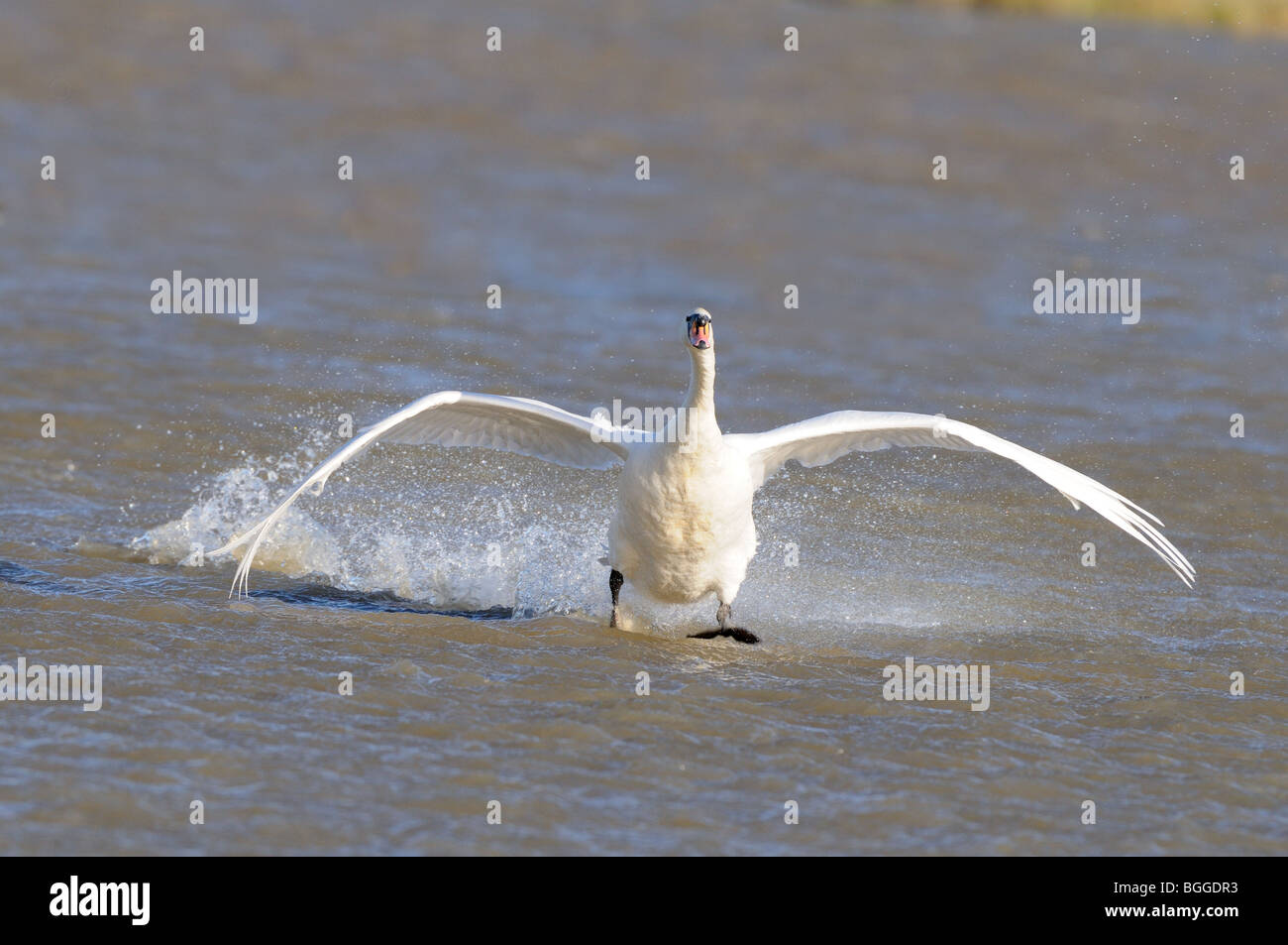 Mute Swan (Cygnus olor), l'atterrissage, dans l'eau, Norfolk, UK, Novembre Banque D'Images