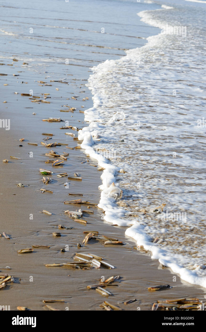Sandy Tideline avec couteaux, Norfolk, UK, Novembre Banque D'Images