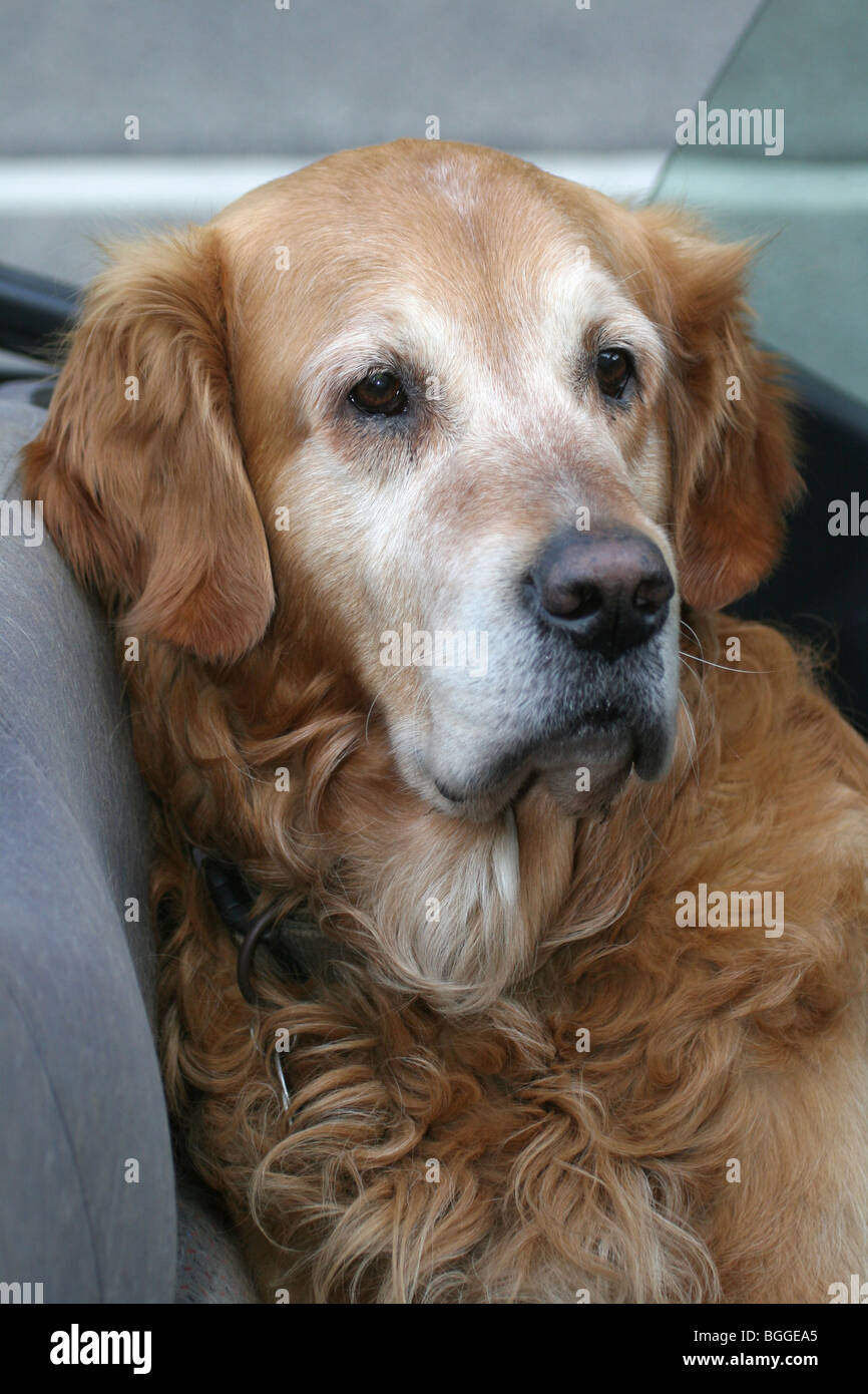 Golden Retriever (Canis lupus familiaris), vieux chien dans une voiture. Banque D'Images