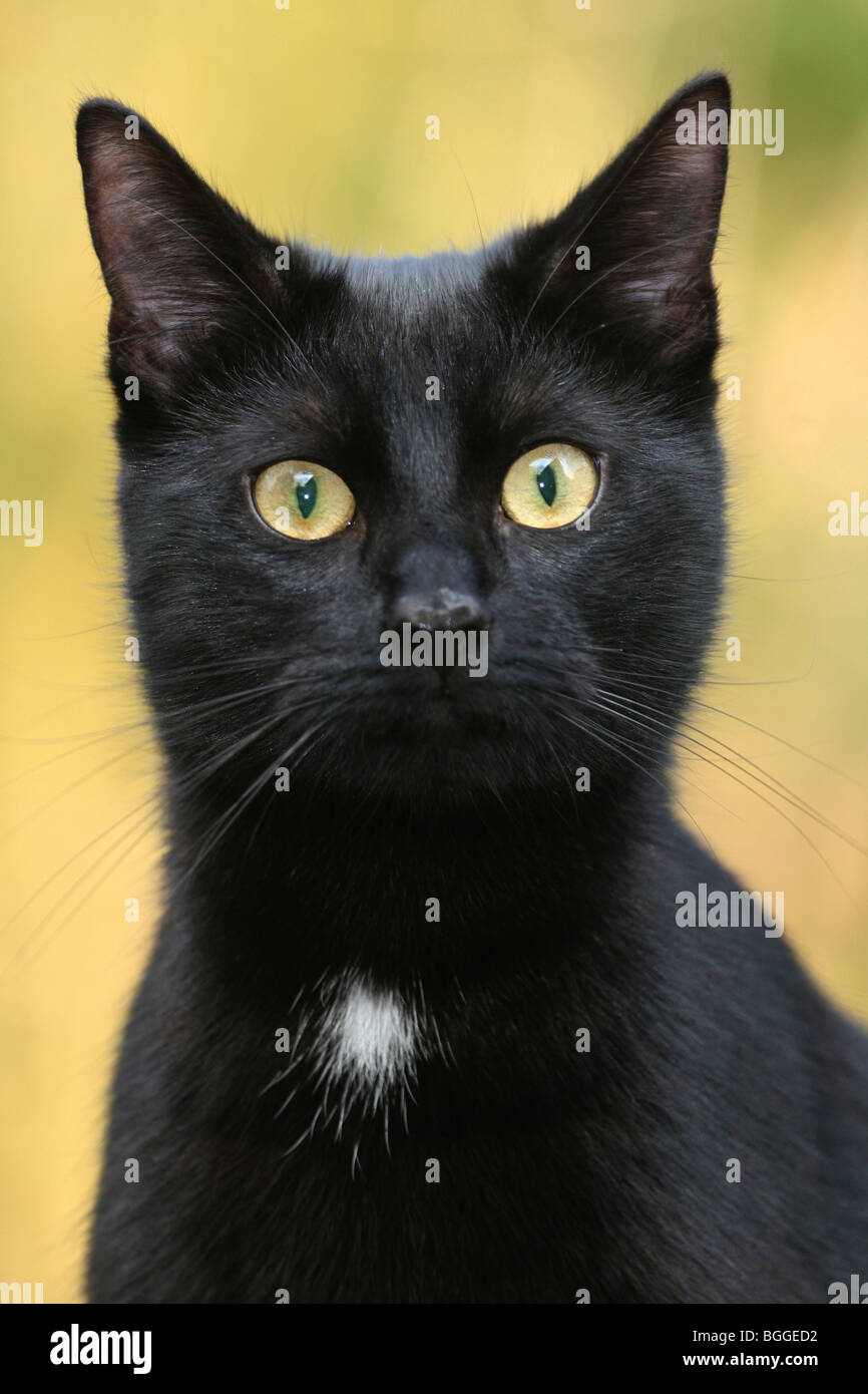 Chat domestique (Felis silvestris, Felis catus), portrait d'homme noir. Banque D'Images