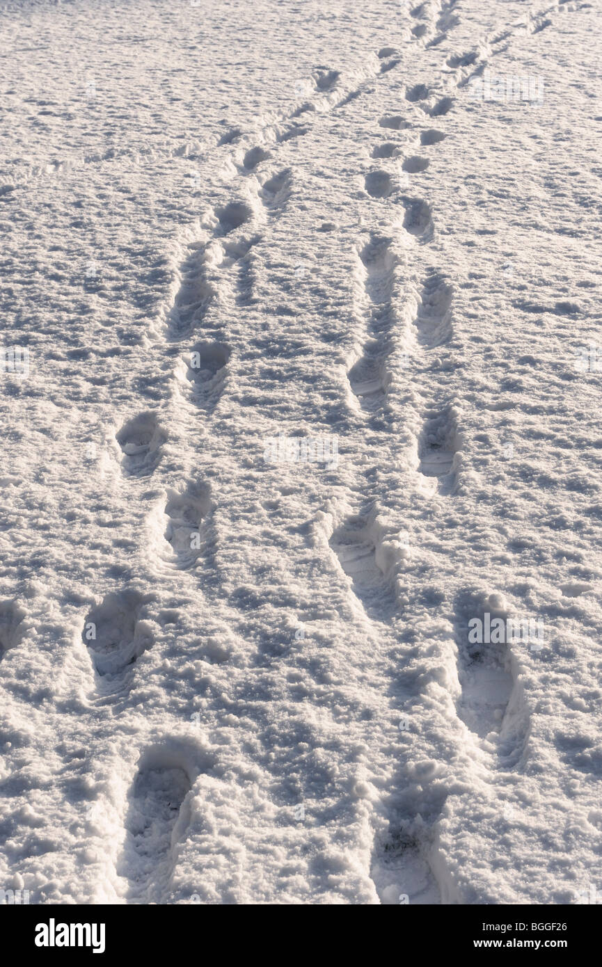 Des traces de pas dans la neige Banque D'Images