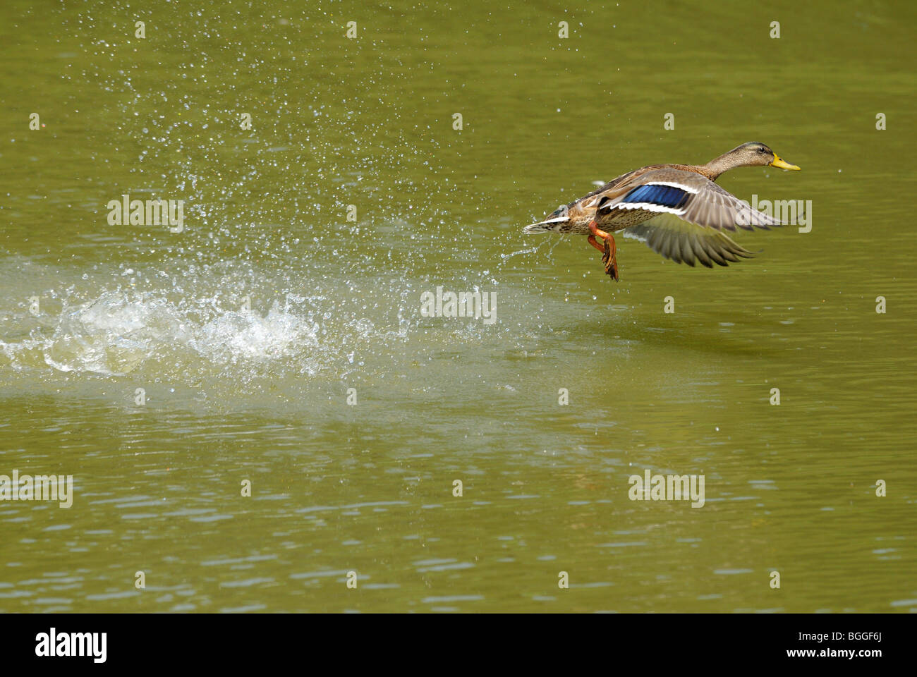 Canard colvert (Anas platyrhynchos) s'envoler, side view Banque D'Images