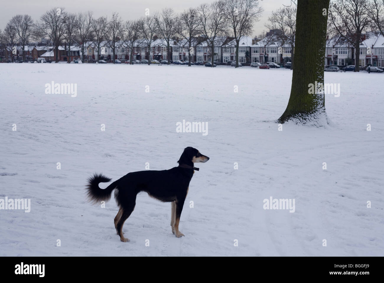 Un chien s'arrête pour écouter son propriétaire pendant un snow-lié à pied à Ruskin Park, Lambeth. Banque D'Images