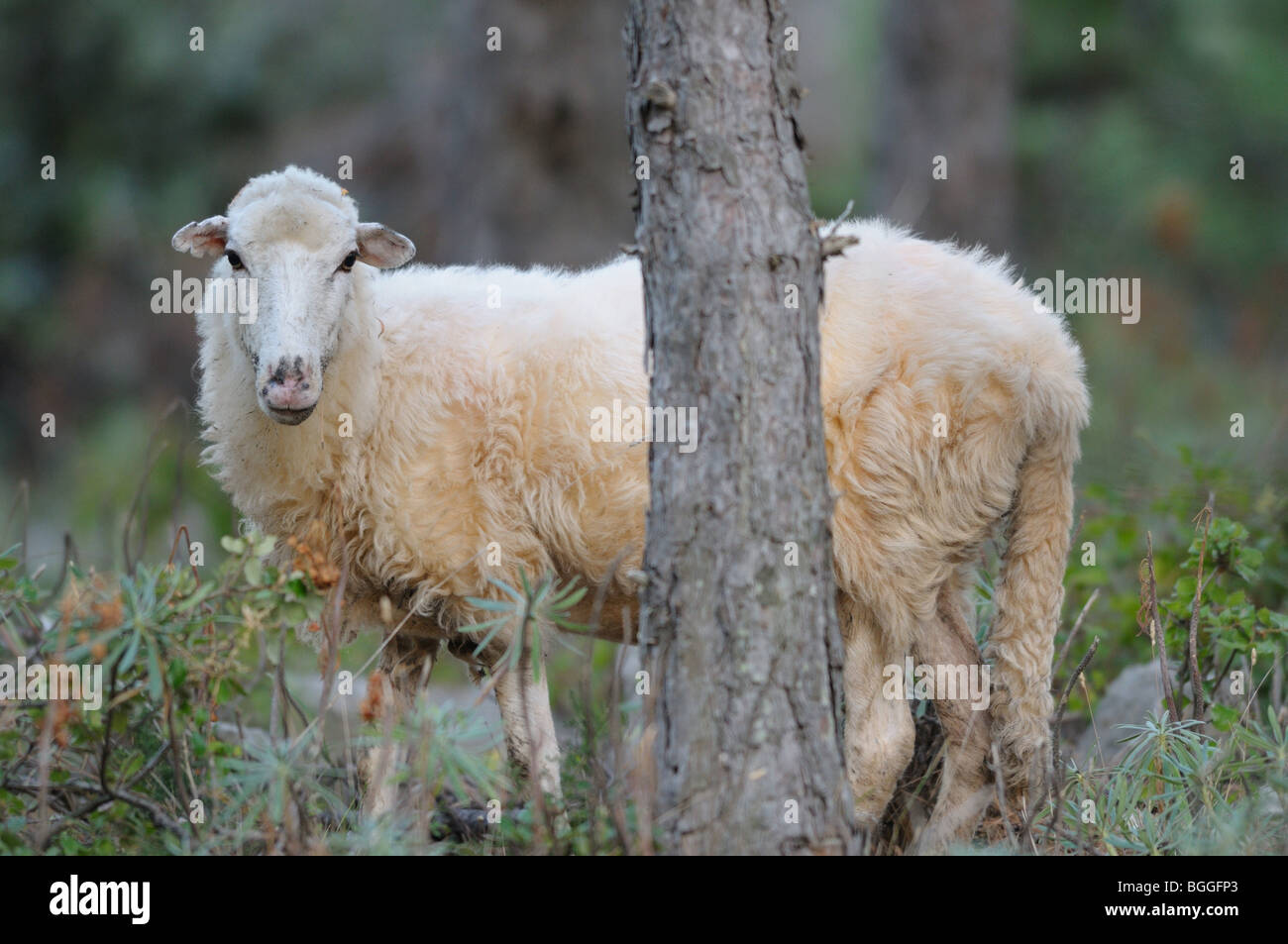 (Ovis aries) debout derrière un tronc d'arbre, face à huis clos Banque D'Images