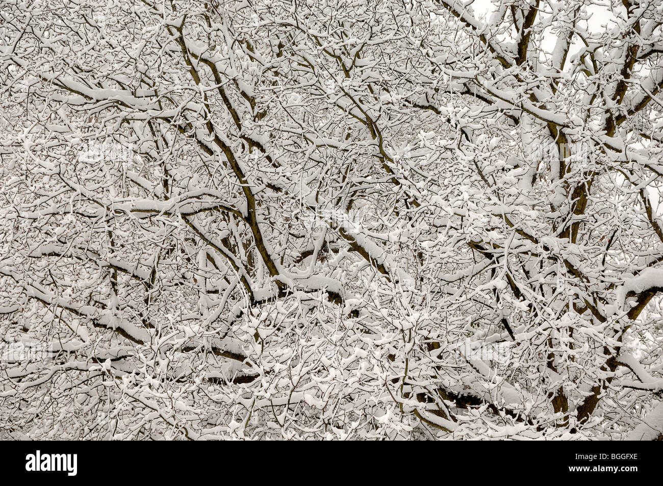 L'impact de vingt centimètres de neige sur un chêne dans l'East Sussex Banque D'Images