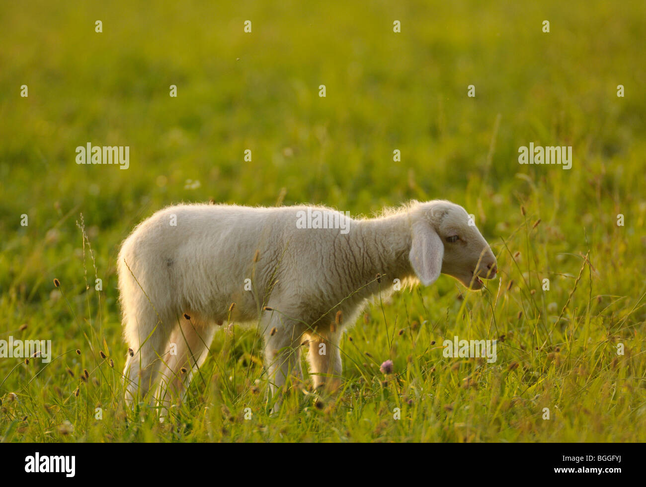 (Ovis aries) sur un pré, Bavière, Allemagne, side view Banque D'Images