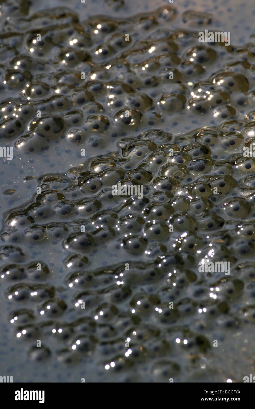 Comestibles européenne grenouille (Rana esculenta), frayer dans un étang. Banque D'Images