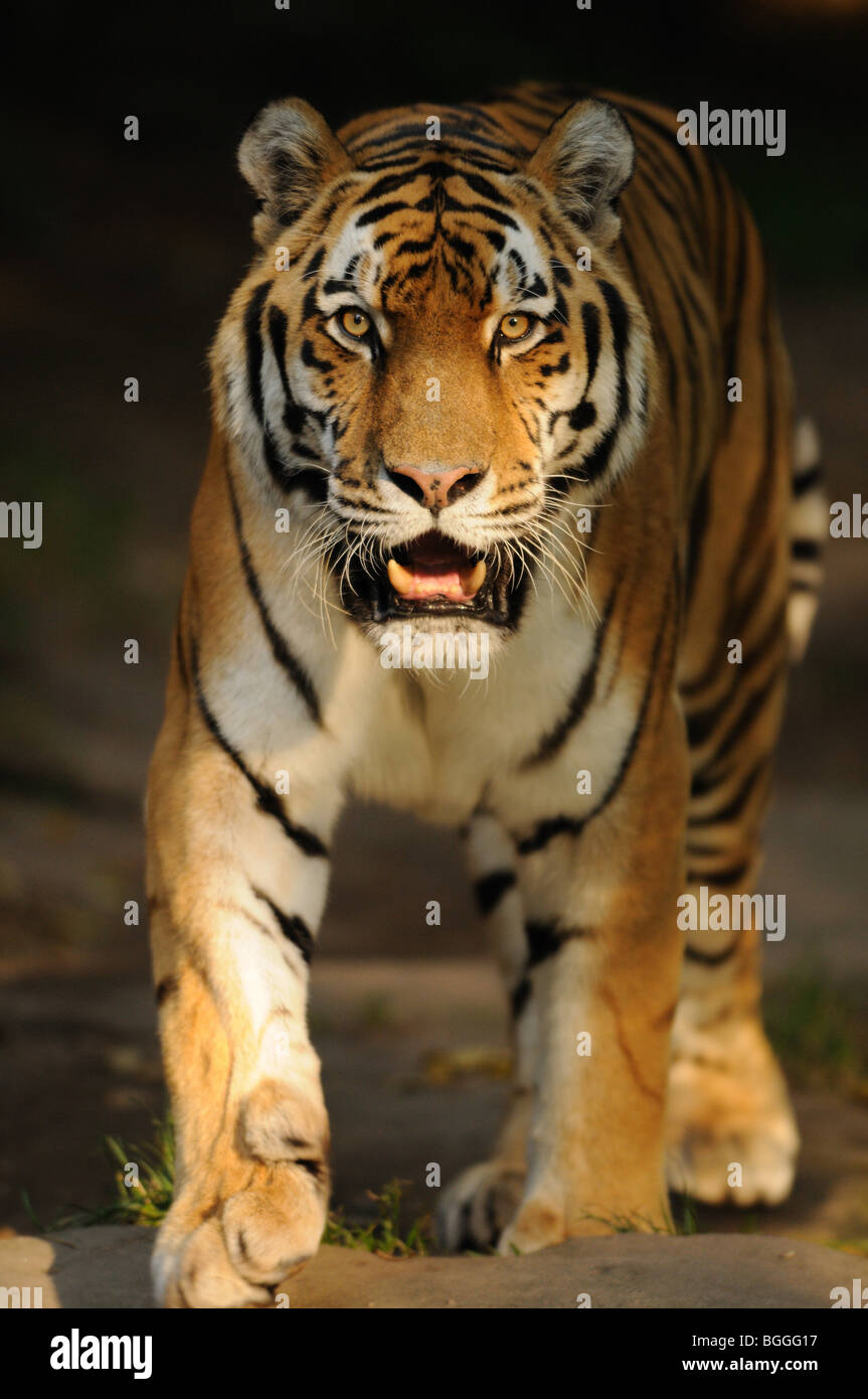 Tigre de Sibérie, Panthera tigris altaica Banque D'Images