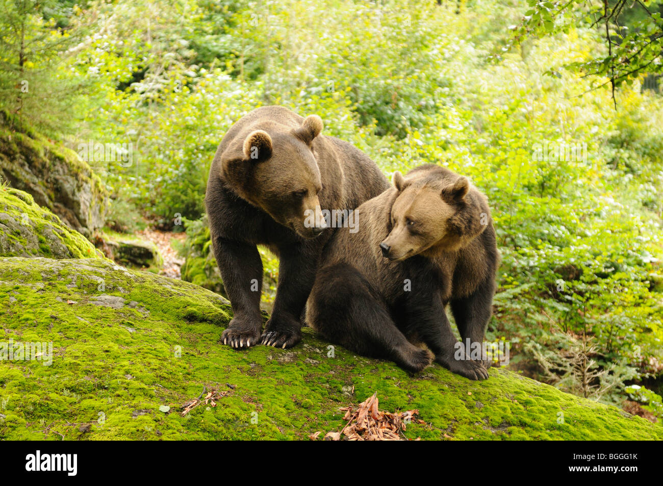 Deux ours brun, Ursus arctos Banque D'Images