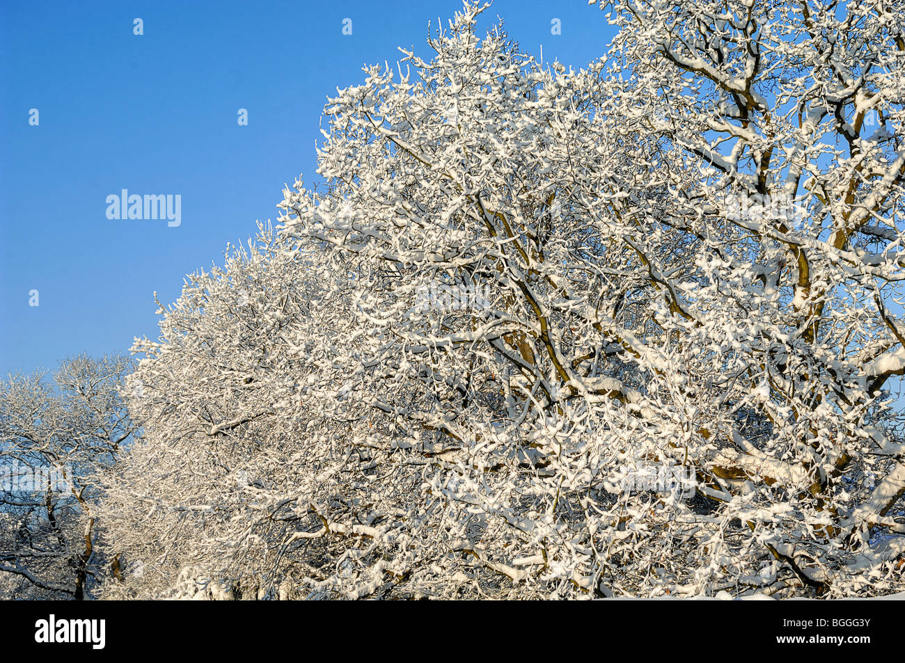 L'impact de vingt centimètres de neige sur un chêne dans l'East Sussex Banque D'Images