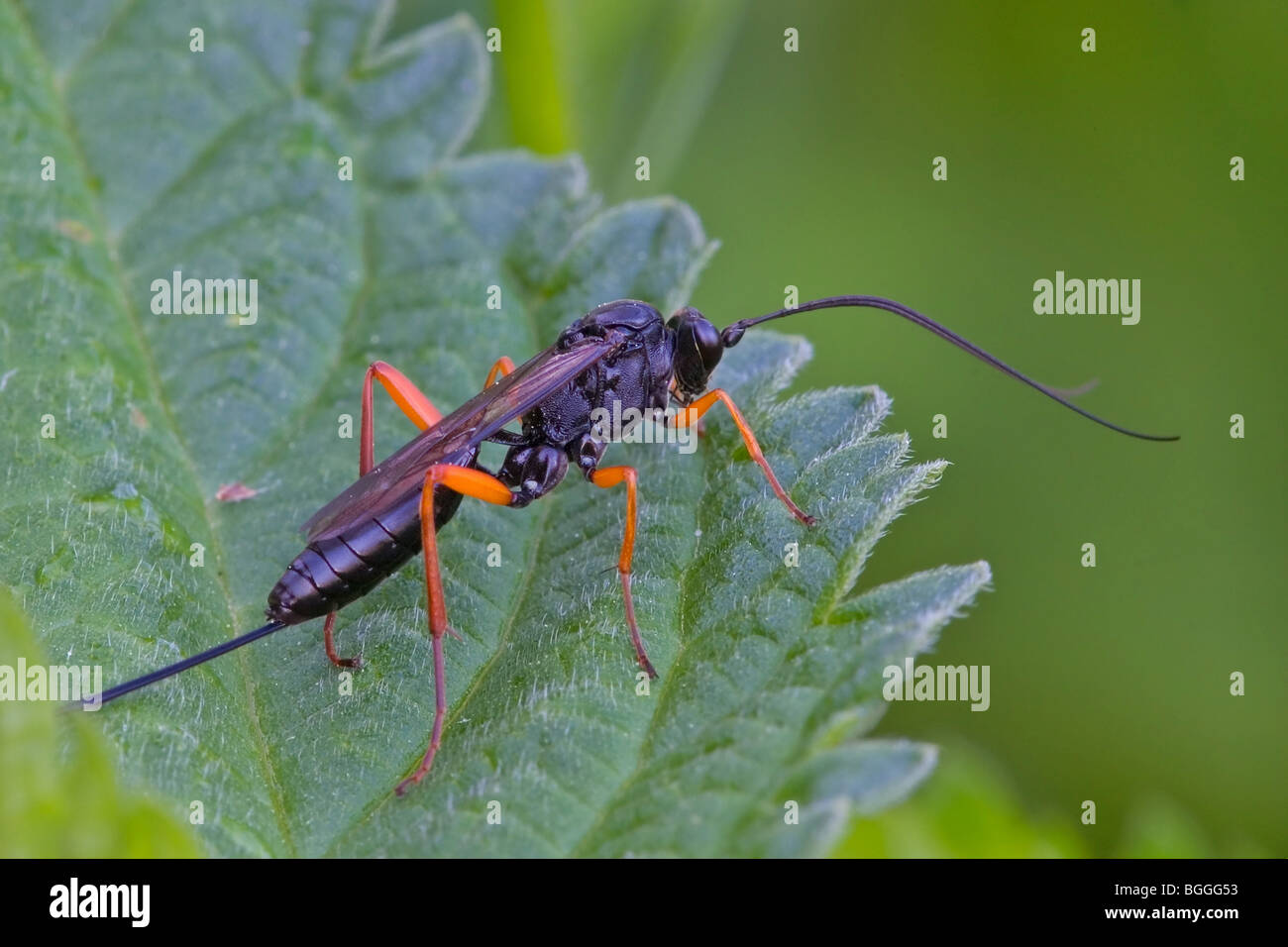 Mouche Ichneumon, close-up Banque D'Images