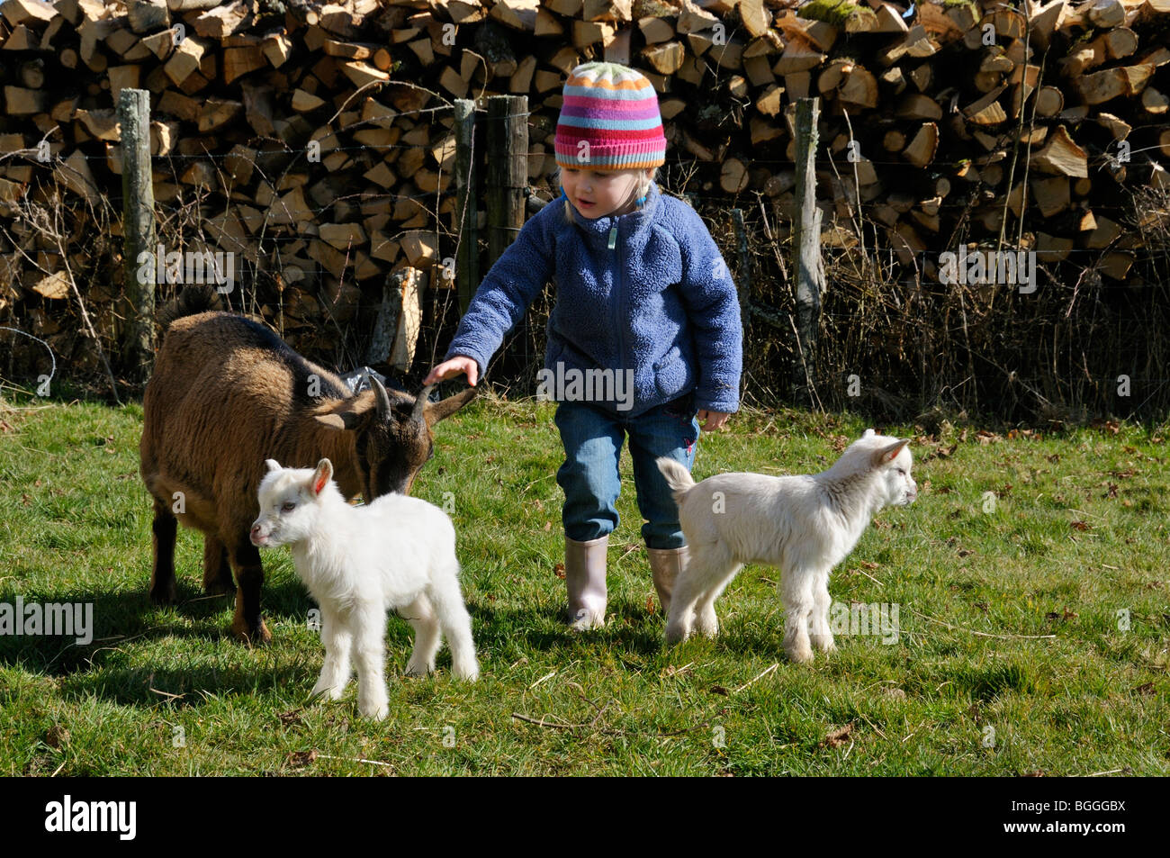 Stock photo d'une fillette de 3 ans jouer avec une chèvre pygmée et ses enfants sur la petite exploitation familiale. Banque D'Images