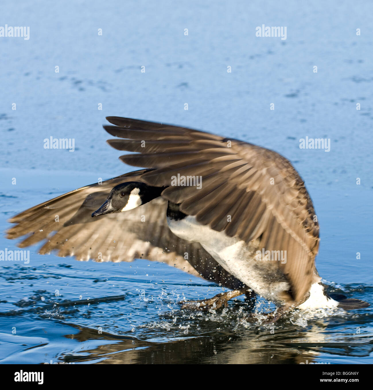 La bernache du Canada adultes l'atterrissage sur un lac gelé. Banque D'Images