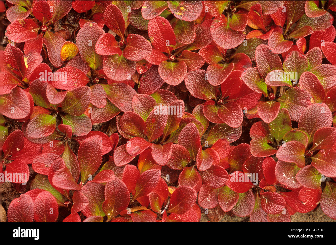 Le raisin d'ours, Arctostaphylos, avec la couleur en automne près de Whitefish Lake dans la vallée de la rivière Thelon, Territoires du Nord-Ouest, Canada Banque D'Images