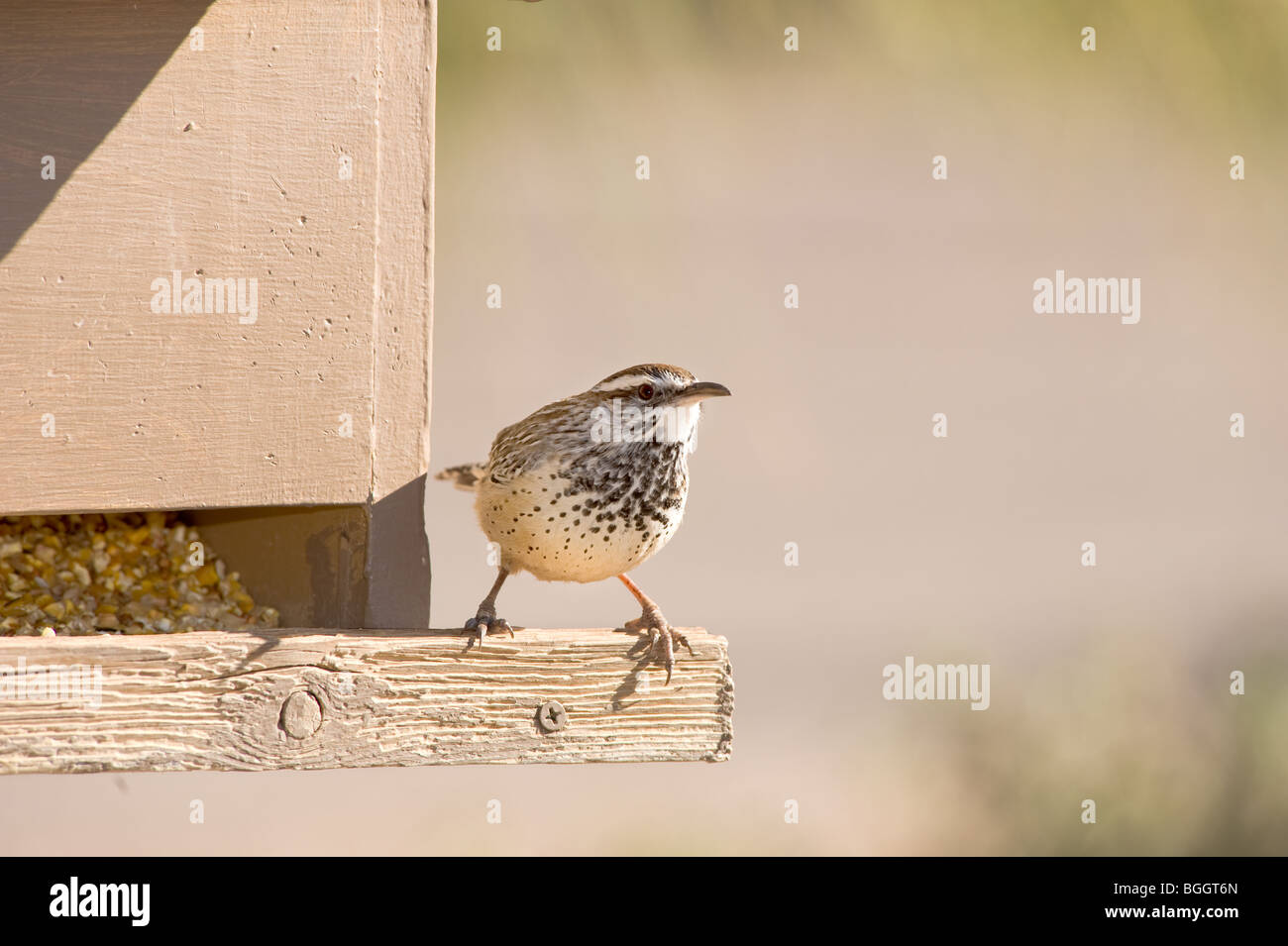Un oiseau sur un convoyeur d'oiseaux à la recherche d'un snack Banque D'Images