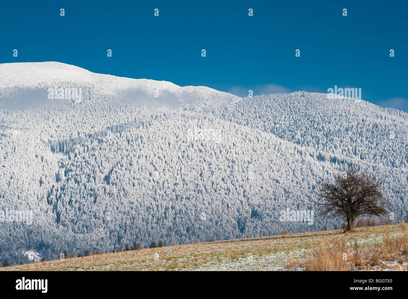 Arbre, champ et montagnes enneigées en journée ensoleillée avec ciel bleu. La Slovaquie, Liptov Banque D'Images