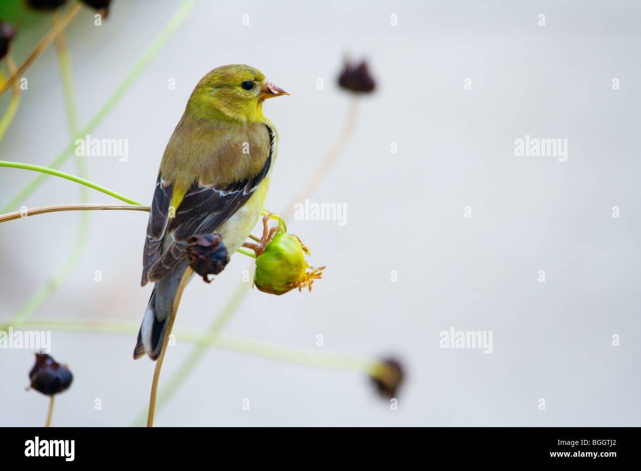 Finch jaune Banque D'Images