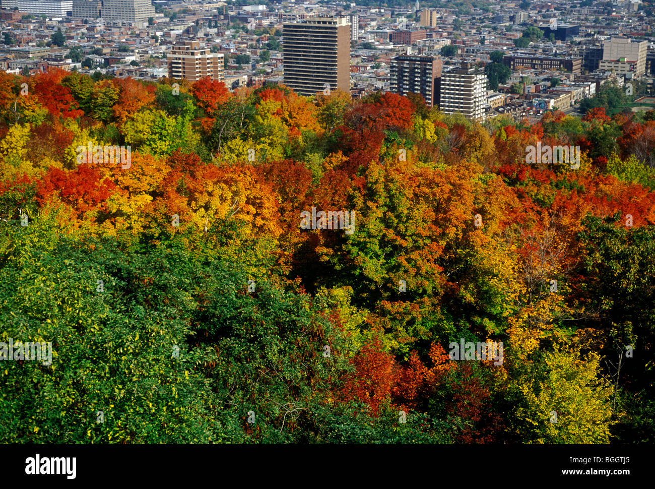 Feuillage d'Automne Couleurs d'automne au parc du MontRoyal Ville de