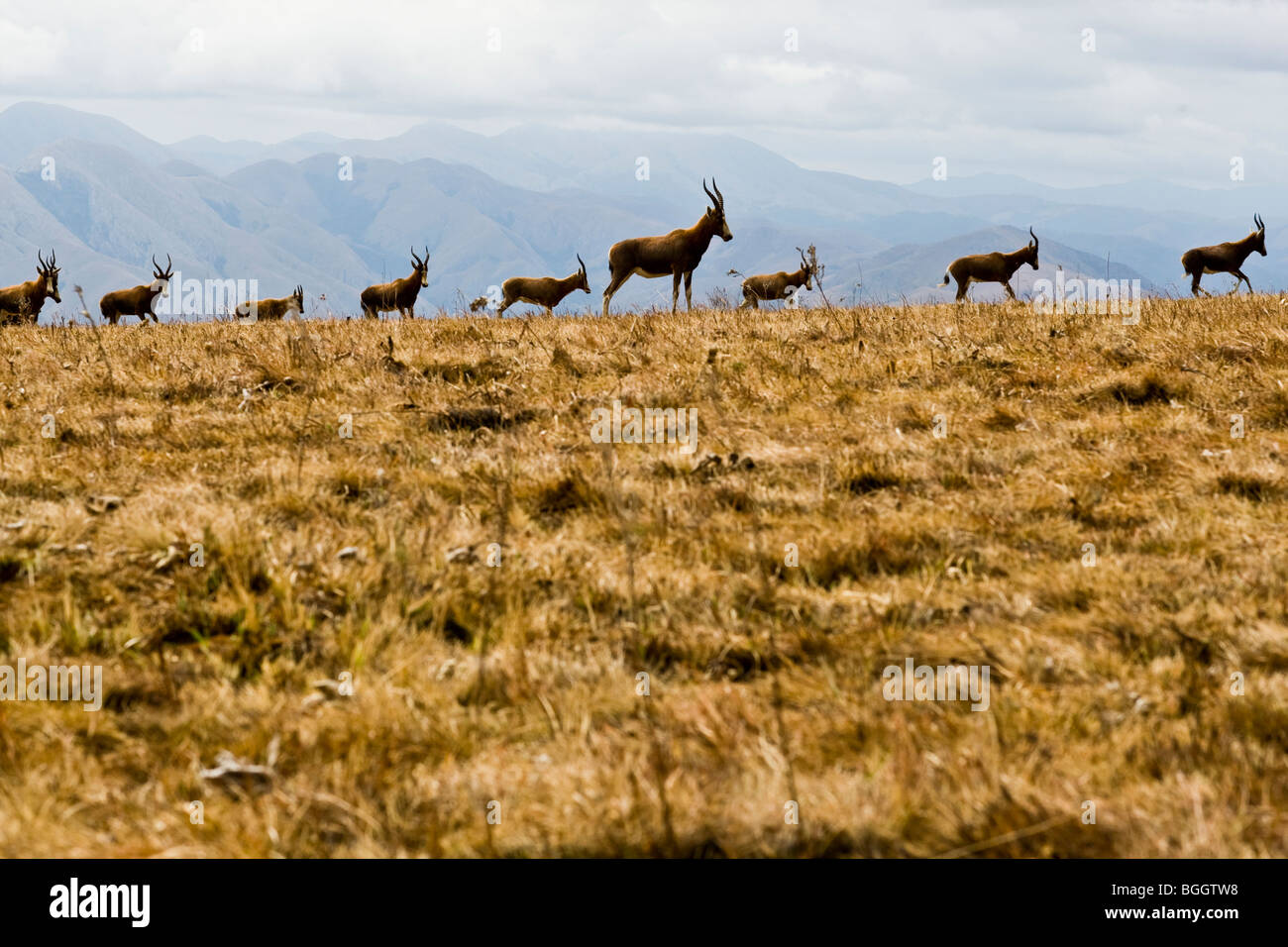 Blesbok troupeau dans les montagnes du Swaziland Banque D'Images