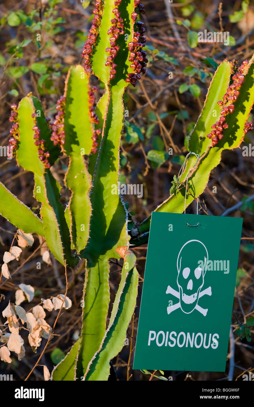 Plante toxique Euphorbia lactea Banque D'Images