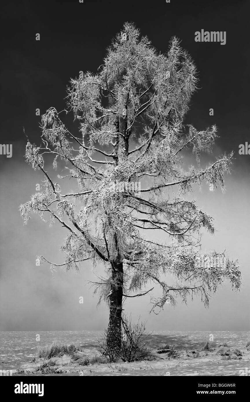 Avec de la neige sur les branches des arbres sur prairie d'hiver Banque D'Images