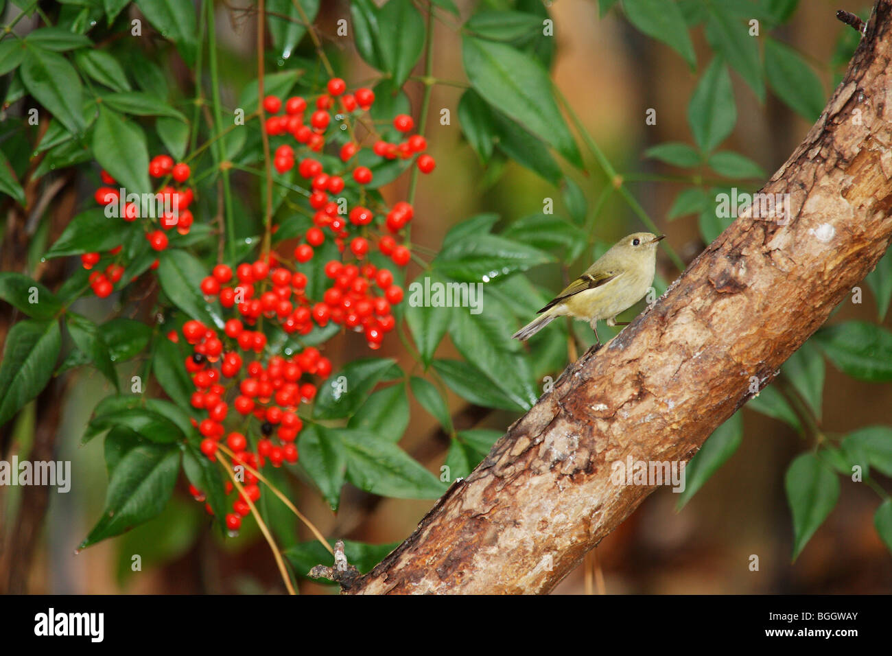 Chardonneret jaune femelle s'alimenter à une souche d'arbre la nandina rouge fruits rouges en arrière-plan Banque D'Images
