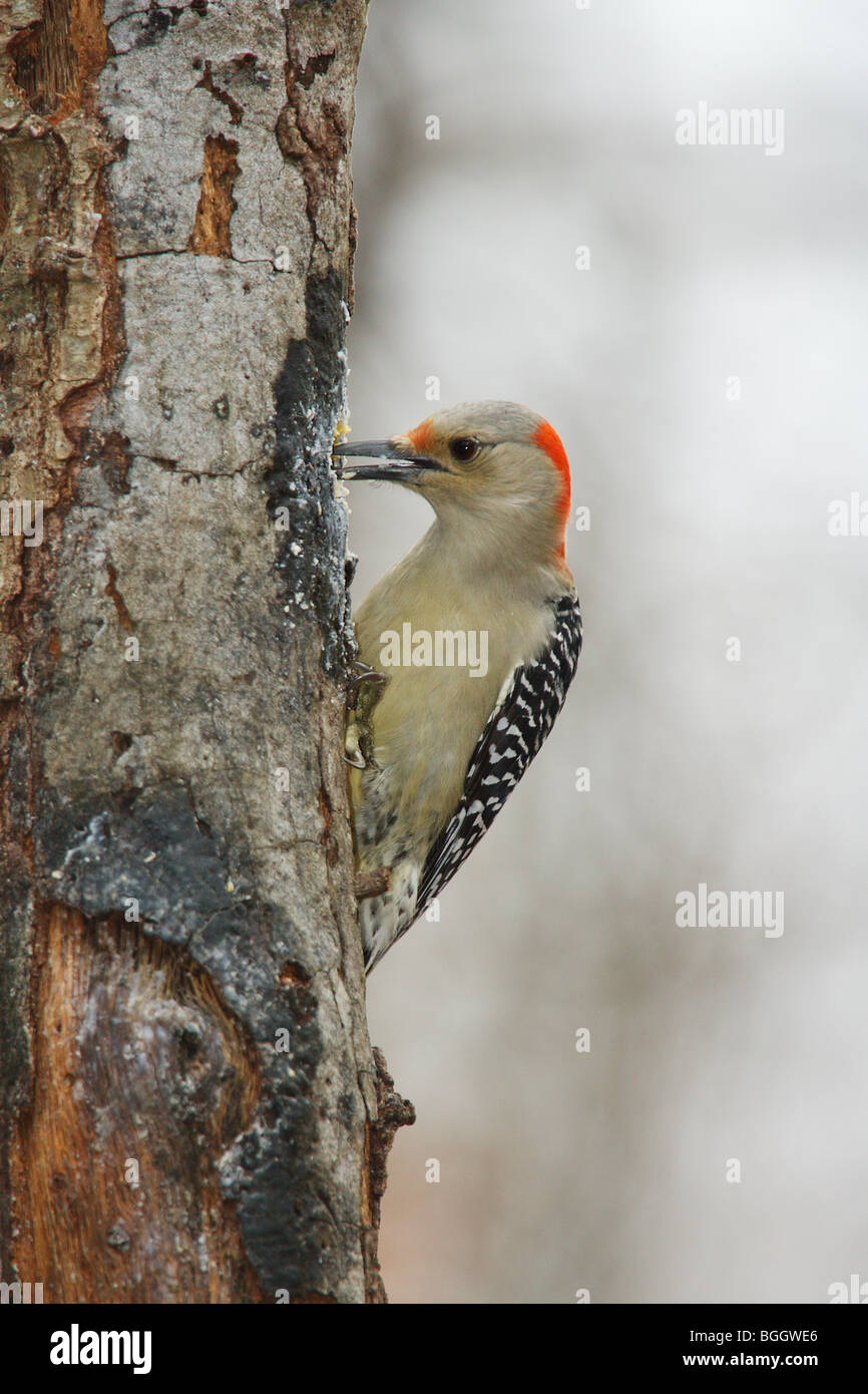 Femme pic à ventre roux (Melanerpes carlinus) rognon de manger d'un tronc d'arbre Banque D'Images