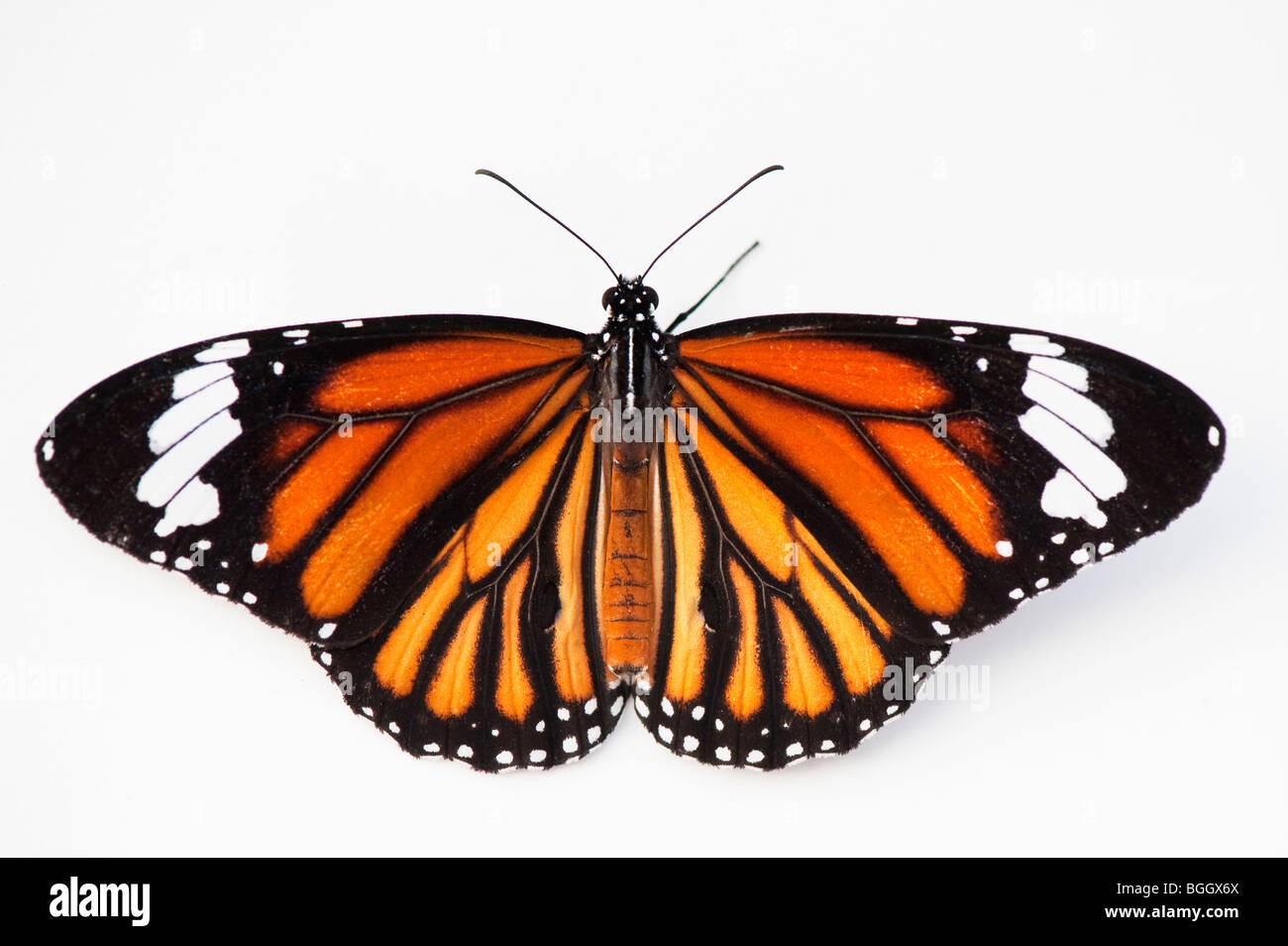 Danaus genutia. Tigre à rayures / papillon papillon tigre commun sur un fond blanc. L'Inde Banque D'Images